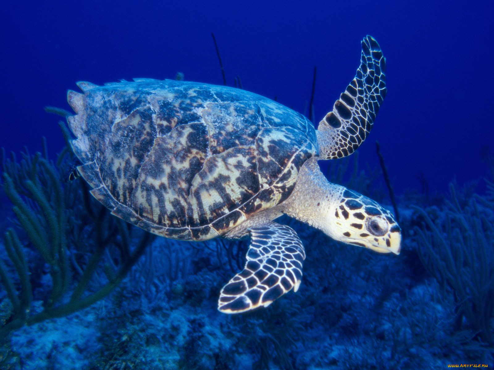 hawksbill, turtle, , 